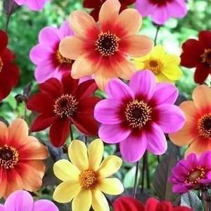 Meet your Posher, Norma